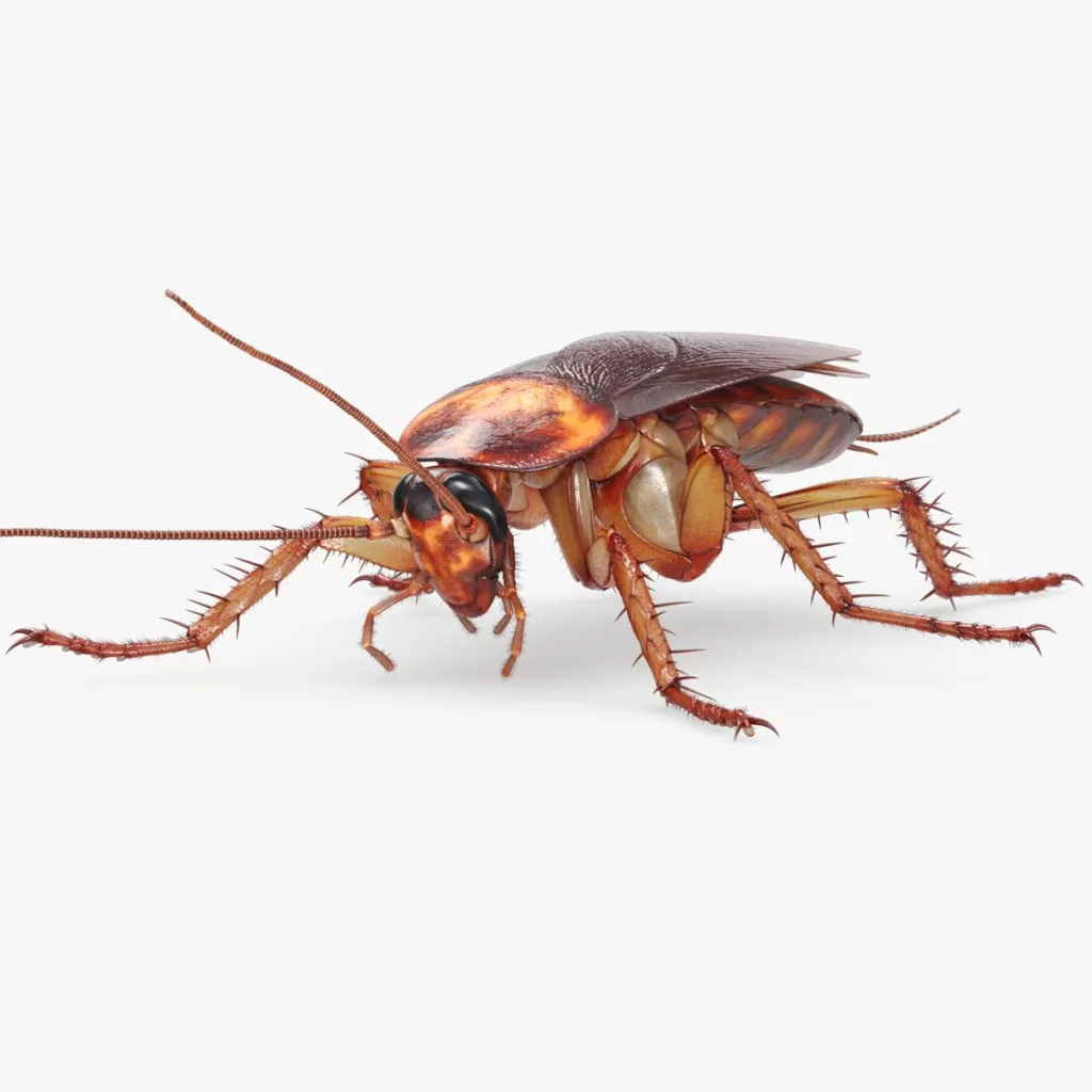 Evde hamam böceği yuvası nasıl bulunur?